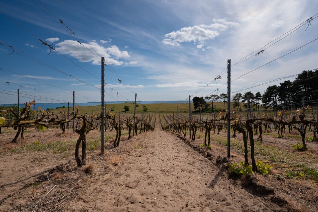 Vineyards on Røsnæs with a view of Samsø.